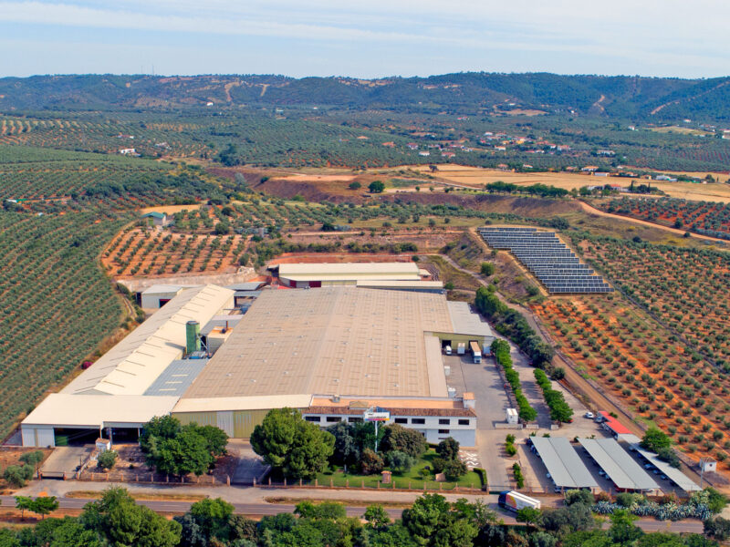 Fábrica de Pino
